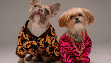 6 Stylish Ways to Dress up your Dog