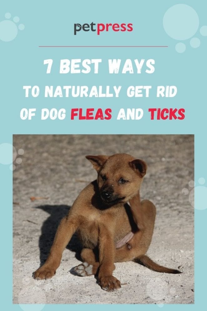 how to get rid of dog fleas & ticks