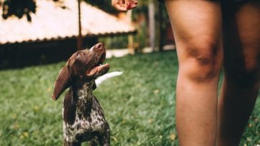 Benefits of Walking your Dog