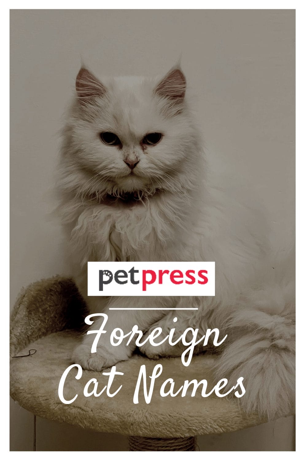 Complete List Of Foreign of Cat Names From All Over The World