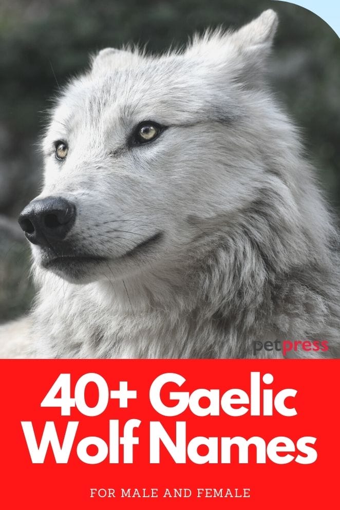 Gaelic Wolf Names for naming a pet