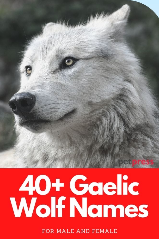40 Gaelic Wolf Names Unique Names In Gaelic With Meanings 40-gaelic-wolf-names-unique-names-in-gaelic-with-meanings