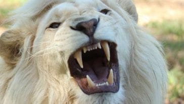 white lion names