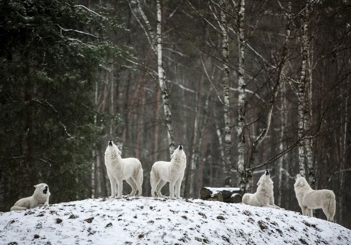 Wolf name generator - Part of a pack