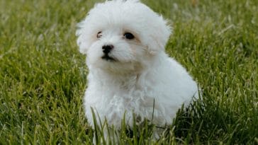 Why Maltese Dogs are Good for Children