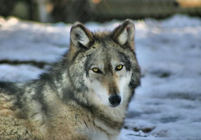 Wolf name generator - Eye Color