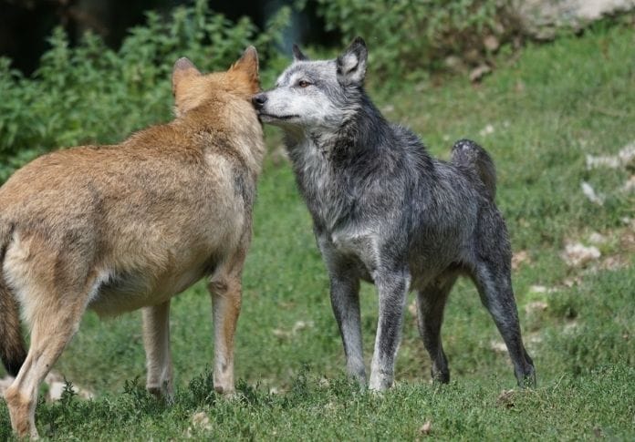 Wolf name generator - FurColor