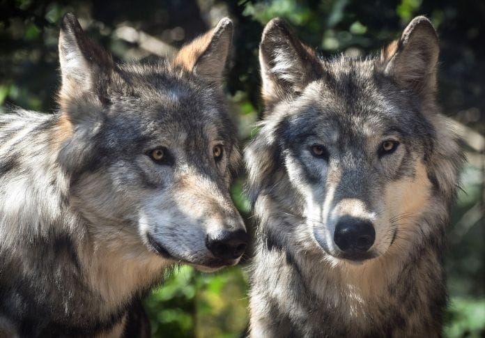 Wolf Name Generator - Create A Good Wolf Name Wolf Name Generator - Create A Good Wolf Name