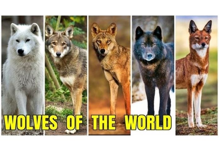 Wolf name generator - Species