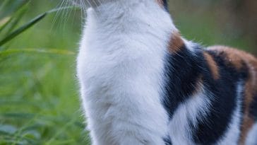 best-cat-names