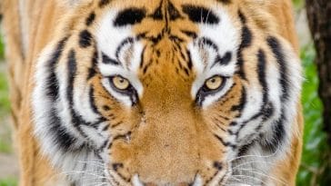 best tiger names for naming a pet tiger