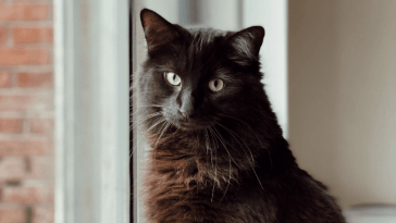 black-cat