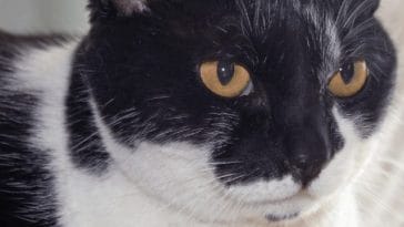 black-white-cat
