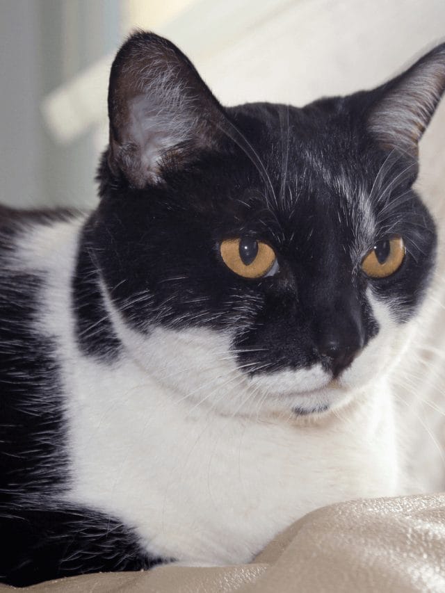 Best Black And White Cat Names