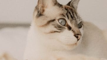 blue-eyed-cat-names