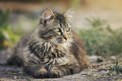 Complete List Of Foreign of Cat Names From All Over The World