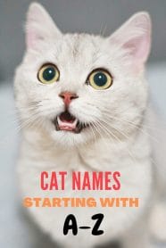 Best International Inspired Cat Names PetPress Best International Inspired Cat Names PetPress