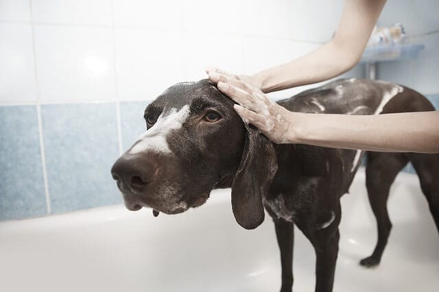 lemon bath to get rid of dog fleas and ticks