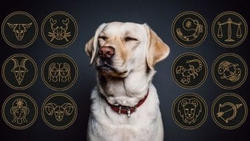 dog breed for your zodiac sign