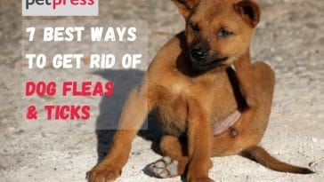 how to get rid of dog fleas & ticks