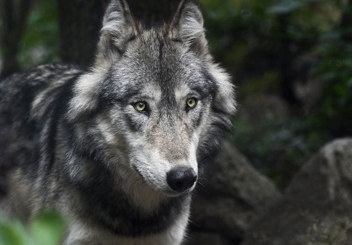 best-wolf-names-for-naming-a-pet-wolf-petpress
