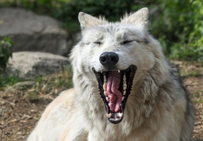 Wolf Name Generator - Create A Good Wolf Name Wolf Name Generator - Create A Good Wolf Name