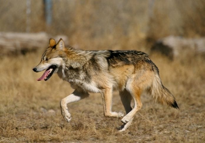 Wolf Name Generator - Create A Good Wolf Name Wolf Name Generator - Create A Good Wolf Name