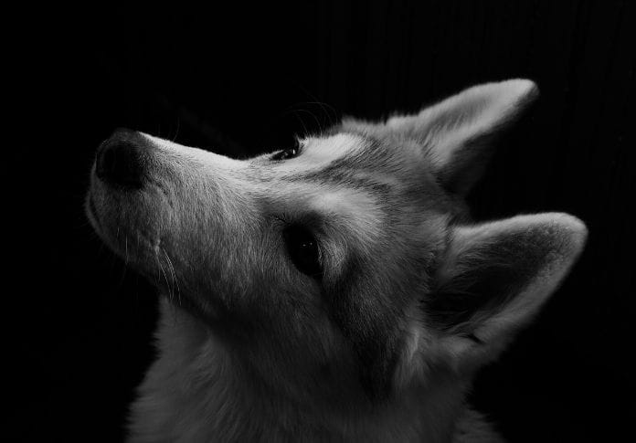 Wolf Name Generator - Create A Good Wolf Name Wolf Name Generator - Create A Good Wolf Name