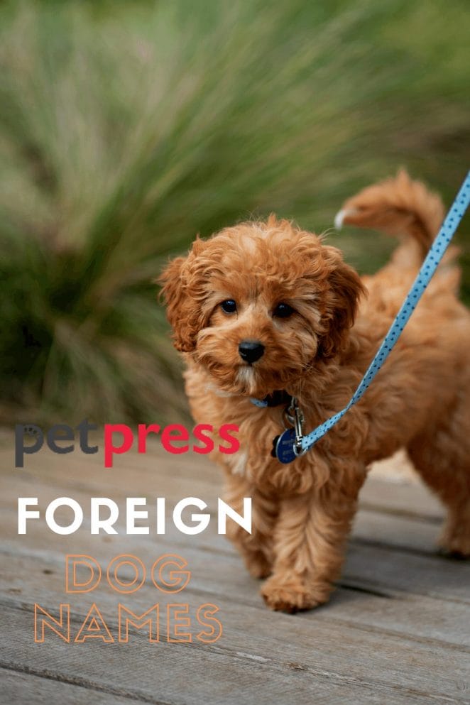 foreign dog names