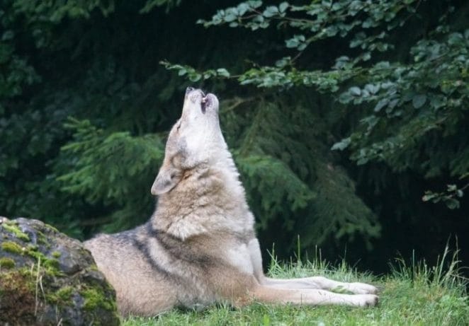 Top Wolf Name Articles - Best Names For A Wolf | PetPress