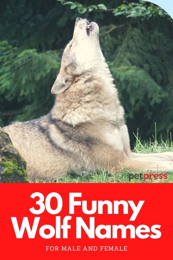 funny wolf names for naming a wolf