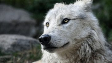 gaelic wolf names