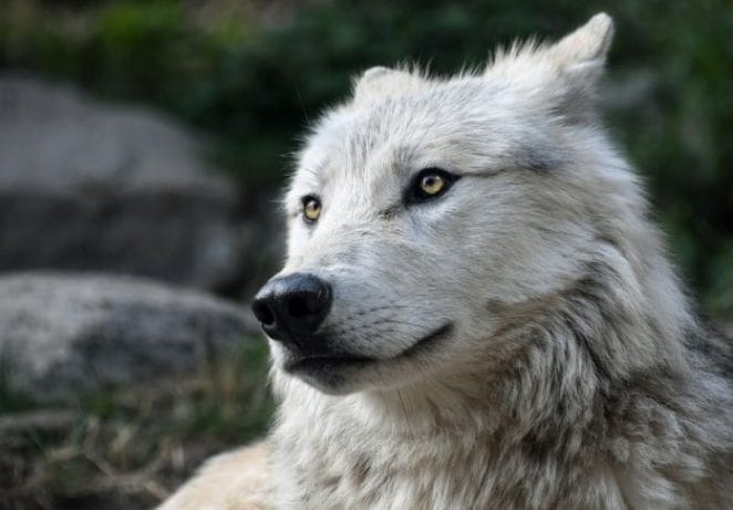 gaelic wolf names