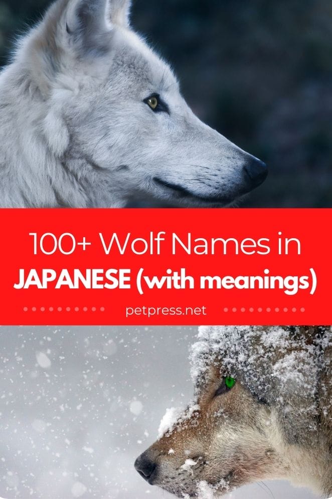 100+ Japanese Wolf Names Names In Japanese With Meanings
