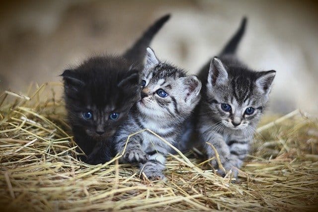 kitten-names