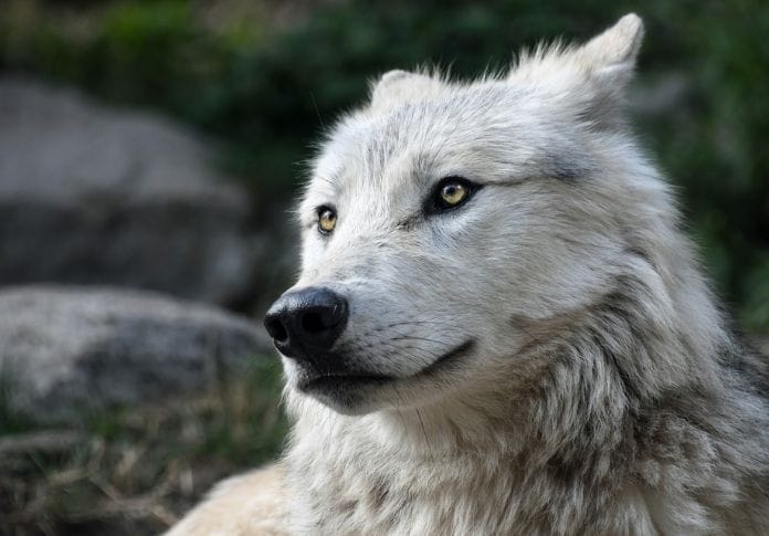 wolf names for naming a wolf