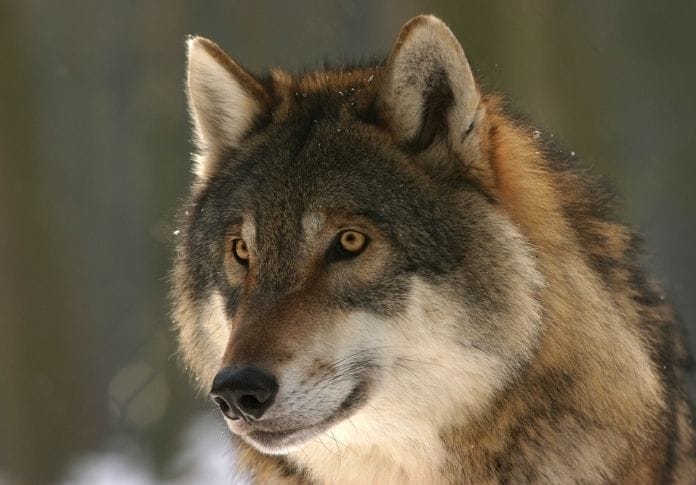 Wolf Name Generator - Create A Good Wolf Name