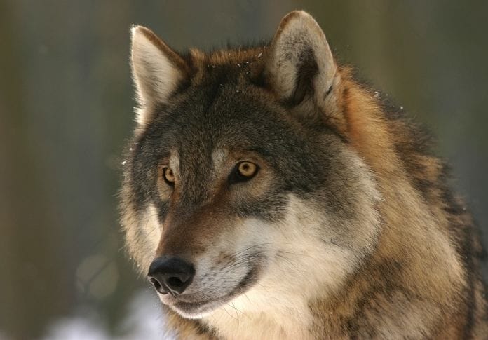 Wolf Name Generator - Create A Good Wolf Name Wolf Name Generator - Create A Good Wolf Name
