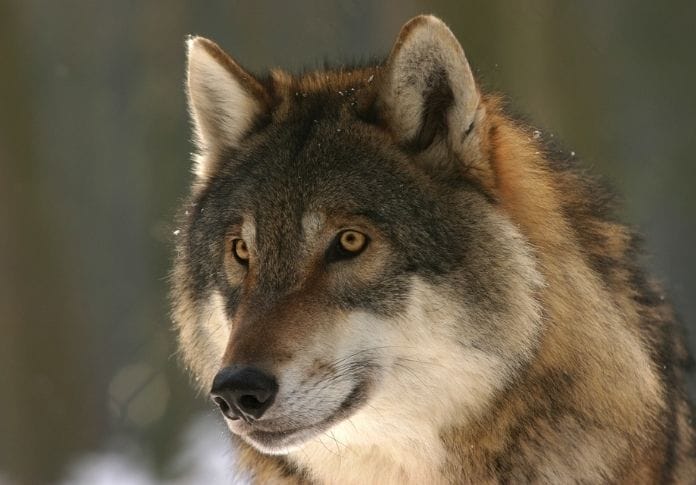 wolf names for naming a wolf