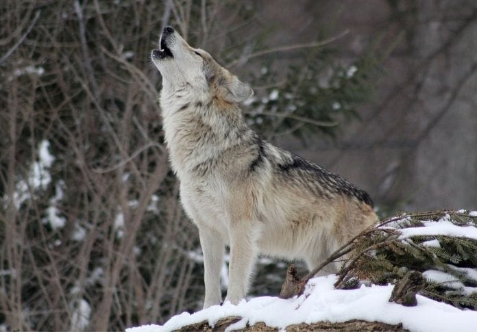 Wolf Name Generator - Create A Good Wolf Name Wolf Name Generator - Create A Good Wolf Name