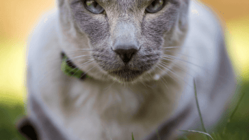 siamese cat names