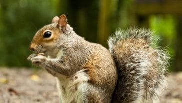 best squirrel names for naming a squirrel