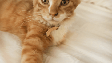 tabby-cat-names