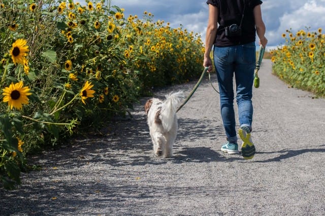 walking-a-dog