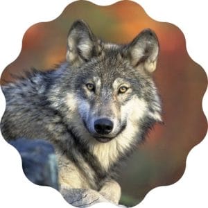 wolf name generator for naming a wolf