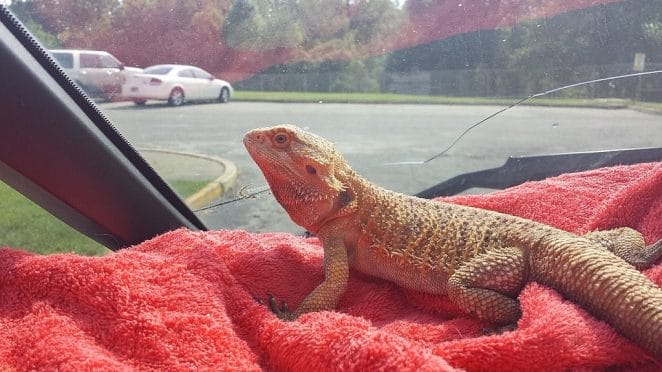 Bearded_Dragon_basking