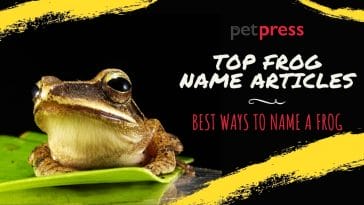 How to name your pet frog - best frog name articles