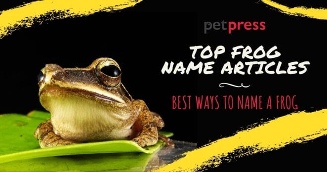 How to name your pet frog - best frog name articles
