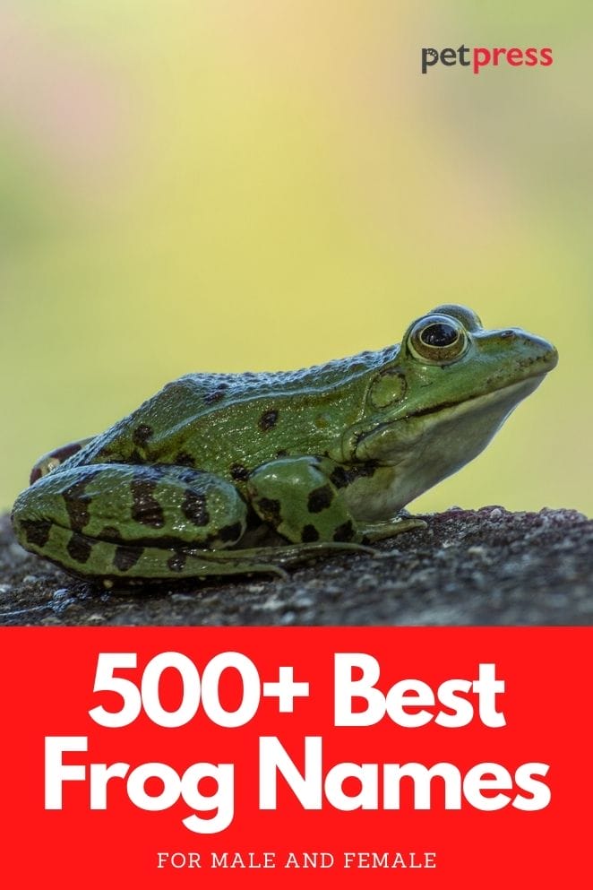 best frog names for naming a pet frog