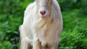 best goat names - web stories